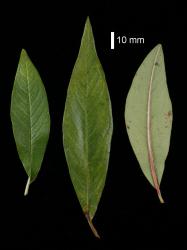 Cotoneaster ×watereri: Leaves, upper and lower surfaces.
 Image: D. Glenny © Landcare Research 2017 CC BY 3.0 NZ